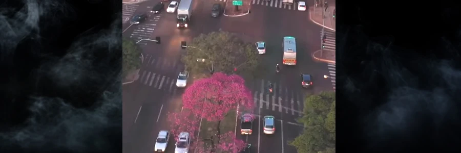  Ipês da Av. Colombo