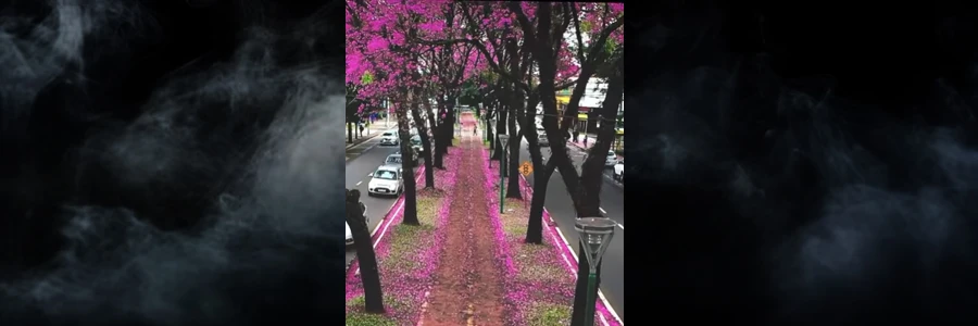  Pétalas sobre a ciclovia