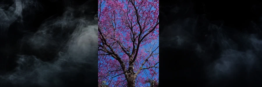  Ipês floridos em Maringá: um espetáculo único