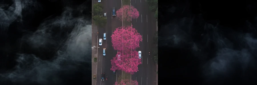  Ipês da Av. Colombo